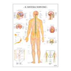 Carte Scientifiche Sistema nervoso