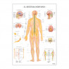 Carte Scientifiche Sistema nervoso