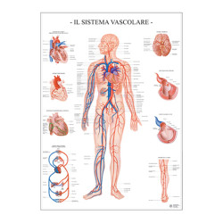 Carte Scientifiche Sistema vascolare