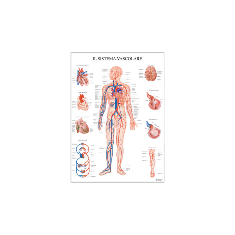 Carte Scientifiche Sistema vascolare