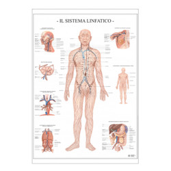 Carte Scientifiche Sistema linfatico