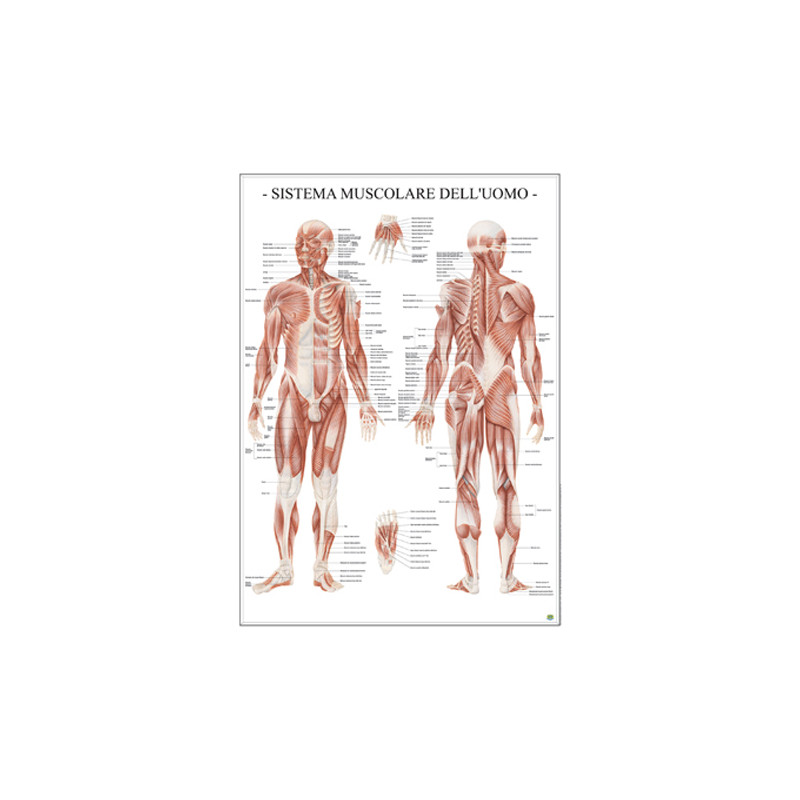 Carte Scientifiche Sistema muscolare